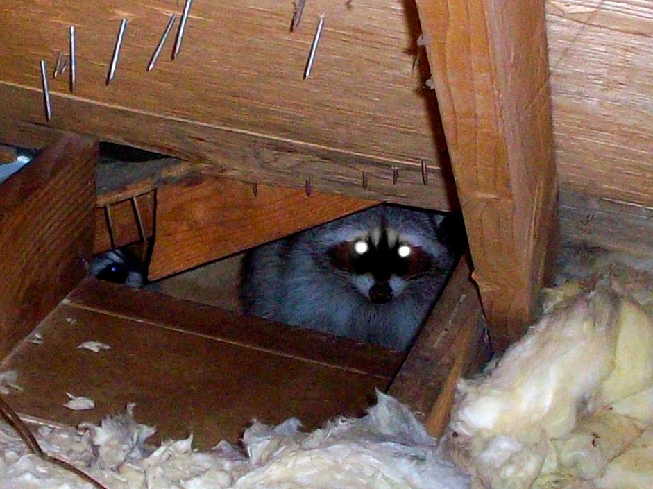 The Cat in the Attic
